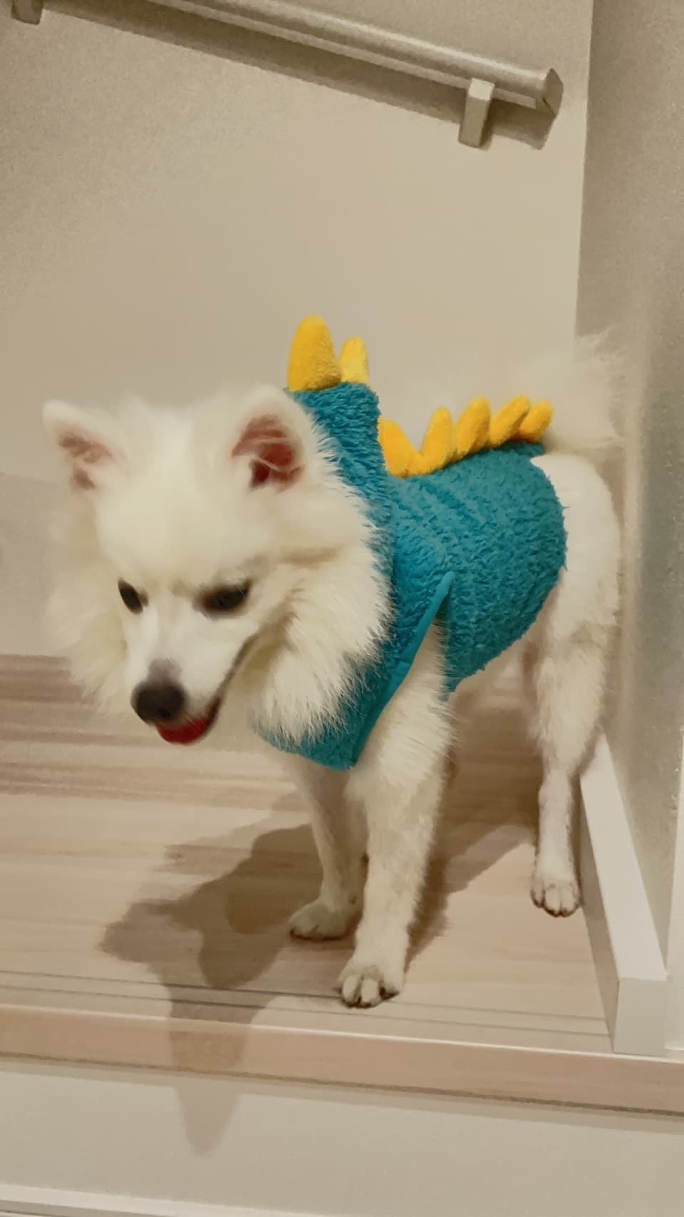 けだまの写真4