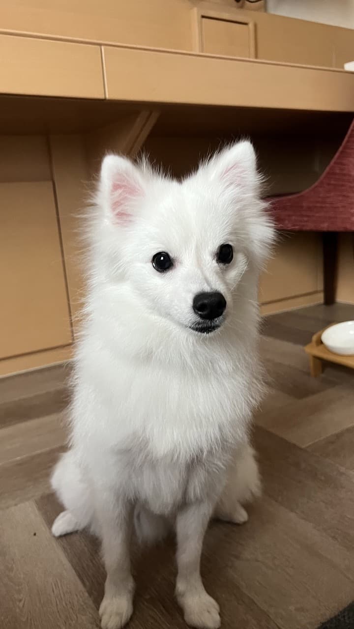 けだまの写真3
